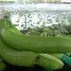 Los motores económicos del país en 99 años: La década del 60 vio nacer a Ecuador como primer exportador mundial de banano 