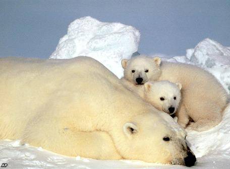 El oso polar en el centro del debate sobre cambio climático | Ecología | La  Revista | El Universo