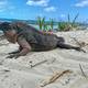 Cuando los turistas enferman a los animales: el caso de la iguana de roca de las Bahamas