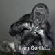 Murió Koko, la gorila que dominaba el lenguaje de signos