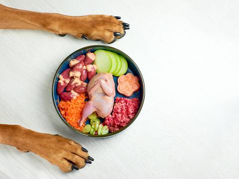 La importancia de una nutrición adecuada en cada etapa de vida de su perro
