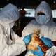 ¿Cuáles son los riesgos de infección y los síntomas de la gripe aviar en humanos?