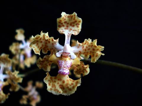 Descubren en Panamá una nueva especie de orquídea
