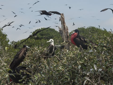 Muerte de fragatas en El Morro se asocia a influenza aviar, según primeras muestras