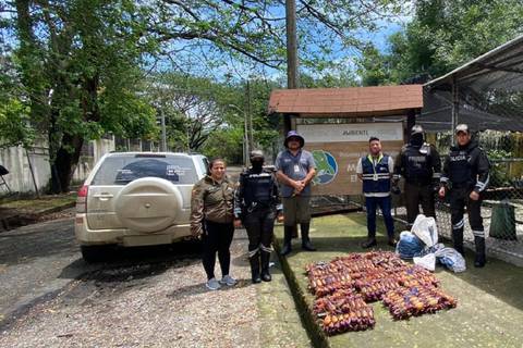 Decomisan 11 planchas de cangrejo en Mucho Lote 1: en Ecuador hay veda vigente