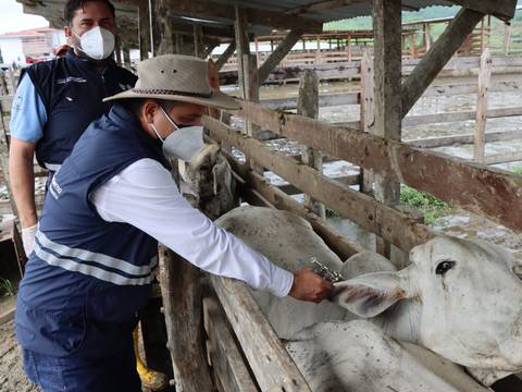 4,7 millones de animales bovinos y bufalinos serán vacunados contra la fiebre aftosa hasta junio próximo 