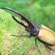 Escarabajos de Ecuador son codiciados por coleccionistas en el extranjero y los venden en portales de internet 