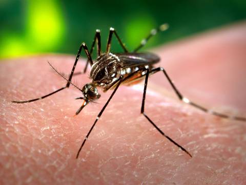 El Dengue  vuelve a ser una amenaza