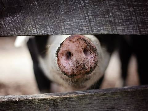 Científicos consiguen ‘revivir’ células y órganos de cerdos muertos; los animales realizaron  movimientos con la cabeza y el cuello durante el experimento