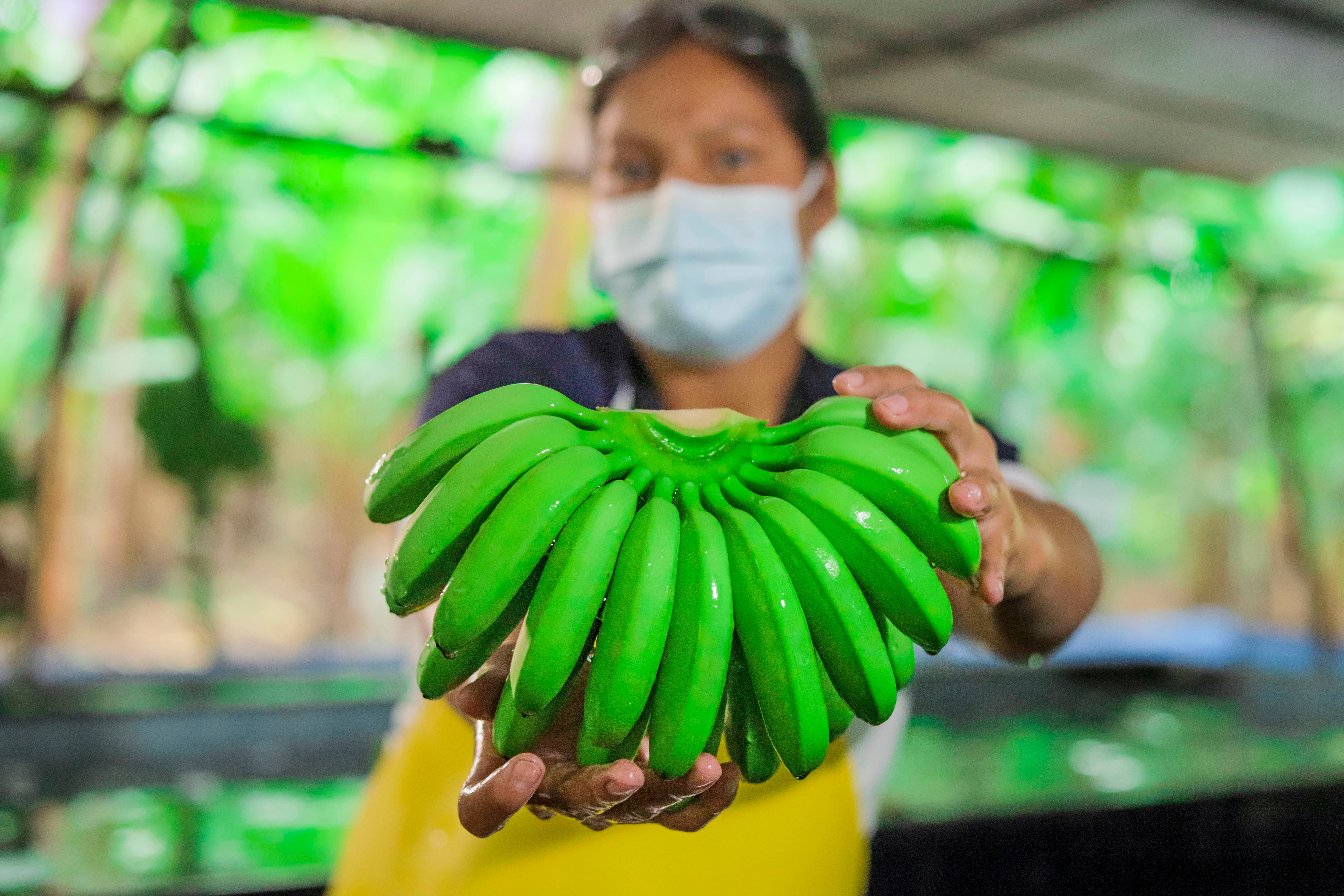 El banano orito y la pasta de cacao, entre las revelaciones exportables del 2020 | Economía | Noticias | El Universo