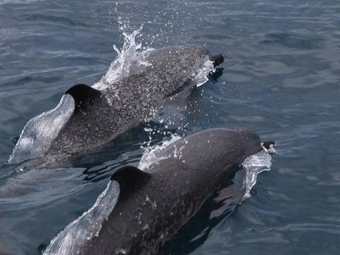 Así fue el encuentro con 200 delfines manchados que juguetearon con la proa de un bote en las costas de  Manabí y quedó captado en video