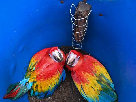 La guacamaya roja quiere volver a reinar en Honduras y repoblar Centroamérica