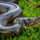 Cinco peculiaridades de las anacondas