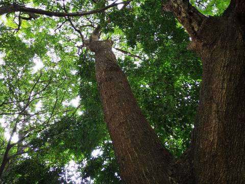 ¿Puede el plantar árboles realmente ayudar a combatir el cambio climático?