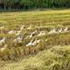 La siembra de arroz y la cría de patos se unen en nuevo modelo agroavícola para mejorar ingresos