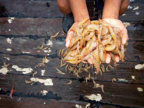 Antidumping contra el camarón ecuatoriano en Estados Unidos