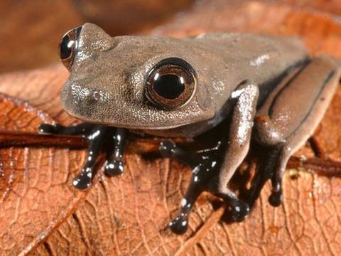 Descubren 60 posibles nuevas especies en Surinam