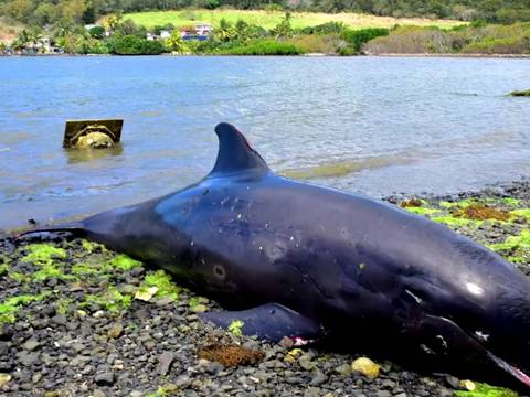 VIDEO: Delfín lucha por salvar la vida de su cría tras derrame de crudo, pero al final los dos mueren