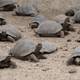 Cien tortugas bebés de Galápagos desaparecen del centro de crianza en Isabela 
