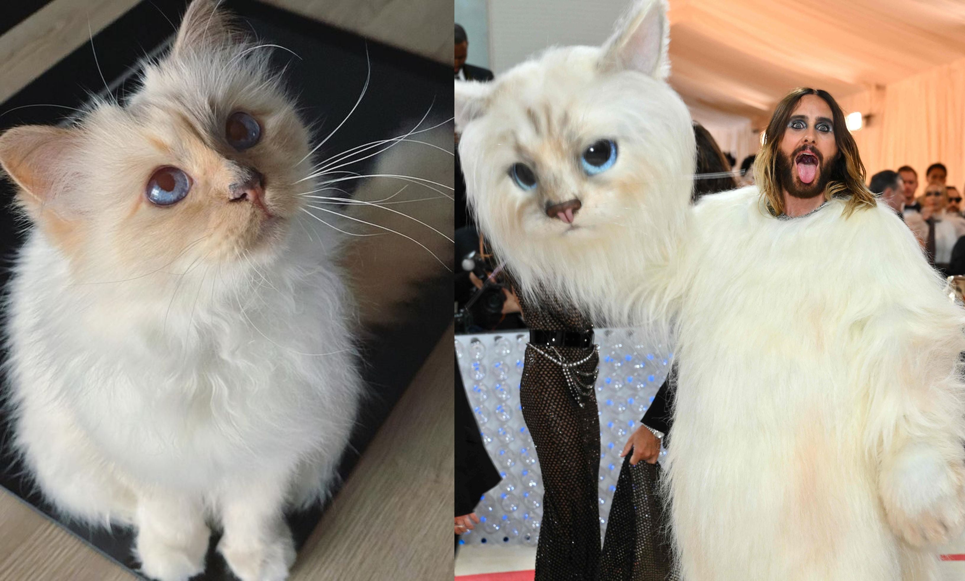 Choupette, la millonaria gata de Karl Lagerfeld que Jared Leto y Doja Cat replicaron en sus trajes