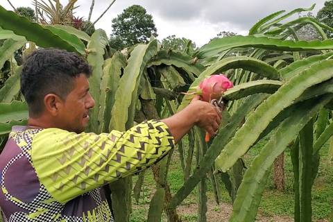 Ocho Pymes ecuatorianas, productoras y exportadoras de frutas exóticas, participarán en un foro agroalimentario, en Italia  