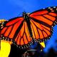 Científicos explican el retraso de las mariposas monarca en su viaje a México