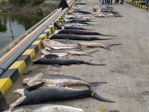 Dos especies de tiburones descubiertos en el barco Popeye 1 eran ‘protegidas’