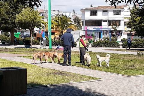 Preocupación en Santa Rosa por ataque de perros que causó la muerte de adulta mayor