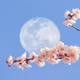 Luna llena de mayo 2023 ¿Por qué se llama luna de flores y cómo puede transformar a tu signo del zodiaco?