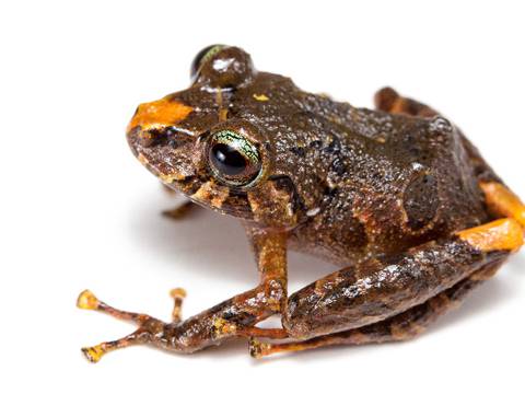 Seis especies de ranas cutín fueron descubiertas en Ecuador