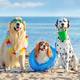¿Mascotas en la playa? Conozca cómo cuidarlas