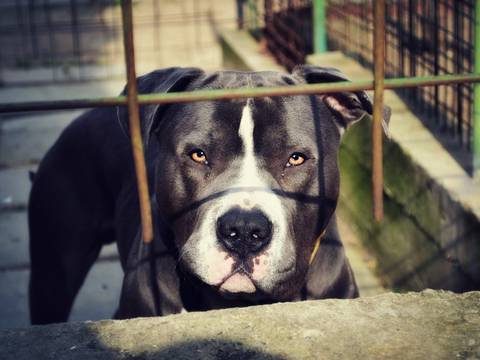 Un pitbull mata a niña de 28 meses en un hogar de Bienestar Familiar: “Esto es muy triste, la cuidadora hacía tramites para adoptar a la menor”, afirman