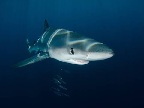 Los tiburones están desapareciendo debido al exceso de pesca mundial