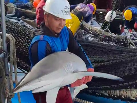 En Ecuador, proyecto para aumentar la supervivencia de tiburones tras su pesca accidental recibió financiamiento de fondo internacional