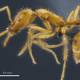 Especie de hormiga descubierta en Ecuador recibe el primer nombre científico de género neutro