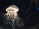 ¿Deberías orinar sobre una picadura de medusa? qué dice la ciencia sobre este popular mito