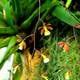 La orquídea de Guayaquil, una especie en peligro crítico