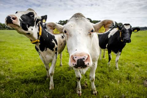 Desarrollan vacas que pueden generar leche con insulina