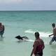Bañistas de Florida se sorprendieron con la presencia de un oso en la playa