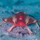 Galápagos alberga una rara especie con labios rojos y pequeñas espinas en su cuerpo triangular: el pez murciélago