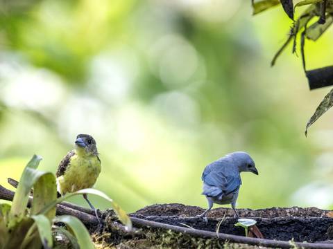 Tres especies nuevas de aves registra la lista oficial de Ecuador, de acuerdo al Comité Ecuatoriano de Registros Ornitológicos
