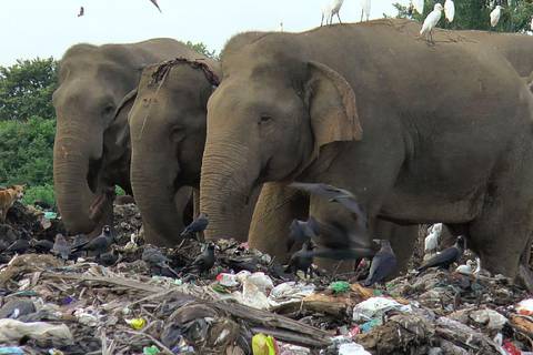 Sri Lanka prohíbe los plásticos de un solo uso como medida de protección para elefantes