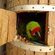 Solo seis papagayos habitan el bosque seco de Guayaquil