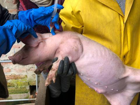 Consumo de carne de cerdo desplaza del segundo lugar a la de res en las preferencias de los ecuatorianos 