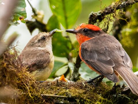 Aumenta la población de pájaros brujo, especie en peligro de extinción, en las islas Galápagos