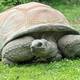 Fallece la tortuga Schurli, el animal más longevo del zoológico de Viena