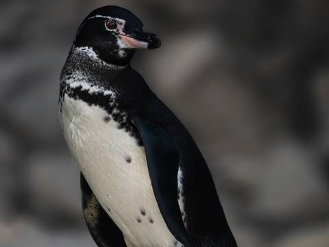 Pingüinos de Galápagos consumen pescados contaminados con microplásticos, según estudio