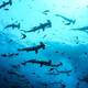 Cinco países, entre ellos Ecuador, firman memorándum para fortalecer cuidado de fauna marina y responder a la pesca ilegal