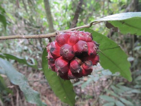 Las semillas de esta fruta endémica y amenazada de Ecuador, que es pariente de la chirimoya, se venden por internet
