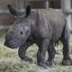 Subespecie de rinoceronte blanco nace por inseminación artificial en EE.UU.
